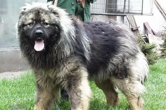 高加索犬吃什么狗粮好 高加索犬狗粮选择推荐 | 宠物病虫害防治