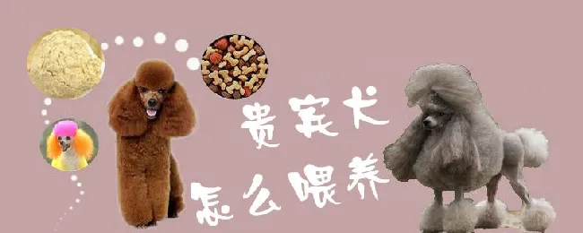 贵宾犬怎么喂养 | 宠物病虫害防治