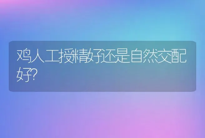 鸡人工授精好还是自然交配好？ | 动物养殖