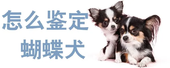 怎么鉴定蝴蝶犬 | 养宠入门知识