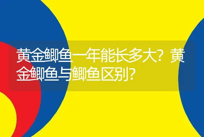 黄金鲫鱼一年能长多大？黄金鲫鱼与鲫鱼区别？ | 水产知识