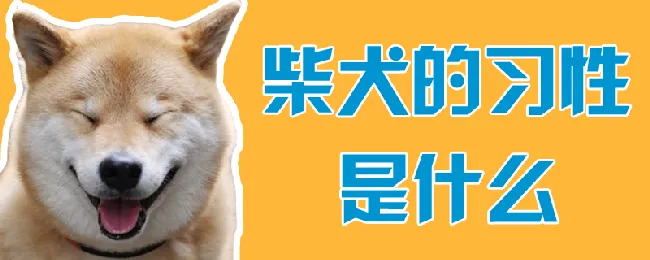 柴犬的习性是什么 | 养宠入门知识