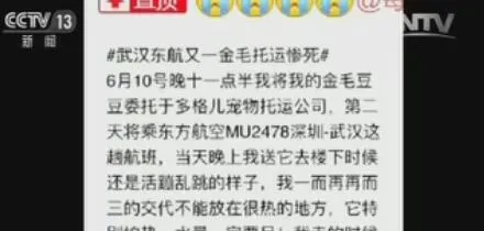 宠物托运死亡 航空公司按“斤”赔偿引争议 | 宠物新闻资讯