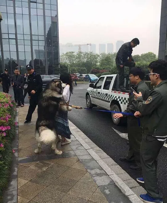 走失阿拉斯加当街撩妹子，姿势猥琐造网友吐槽【图】 | 宠物新闻资讯