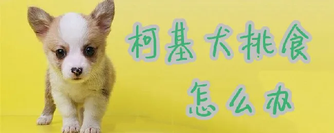 柯基犬挑食怎么办 | 宠物病虫害防治