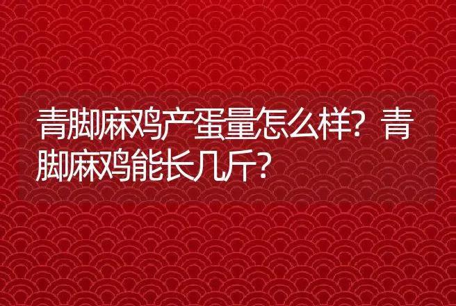 青脚麻鸡产蛋量怎么样？青脚麻鸡能长几斤？ | 动物养殖