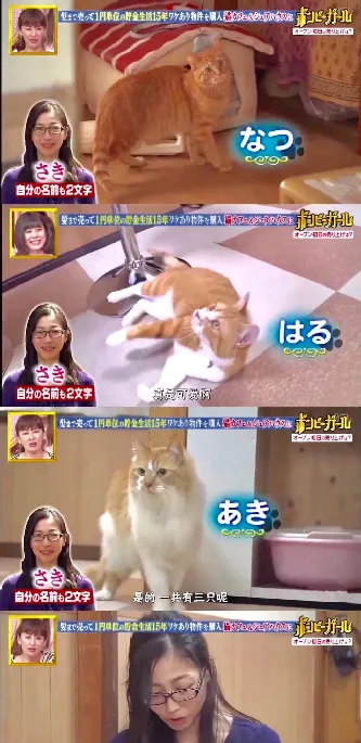 日本女孩省钱到极致，就为了开猫咖！ | 宠物新闻资讯