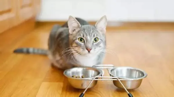 为什么有的猫咪会把食物从碗里叼走？ | 宠物猫训练