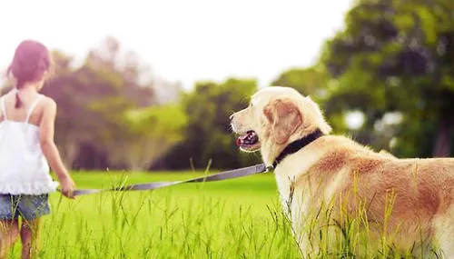 犬体外驱虫药怎么选 | 宠物病虫害防治