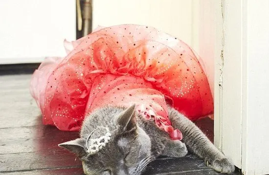 宠物摄影师为纪念爱猫Ponette生日 拍摄猫咪可爱公主写真 | 宠物猫图片