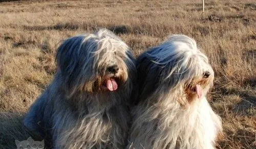 波兰低地牧羊犬怎么洗澡 波兰低地牧羊犬洗澡注意事项 | 宠物病虫害防治