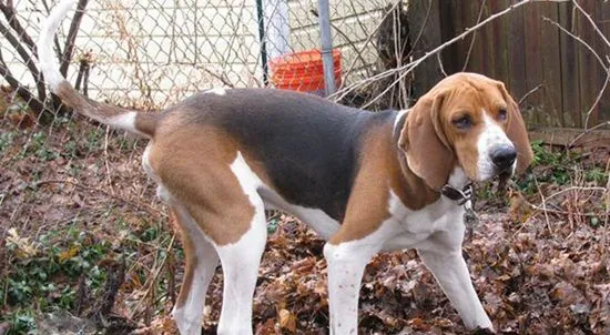 树丛浣熊猎犬皮肤病怎么预防 皮肤病预防方法 | 宠物病虫害防治