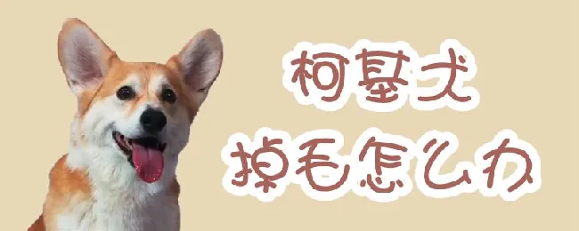 柯基犬掉毛怎么办 | 宠物病虫害防治