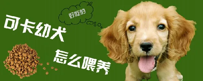 可卡幼犬怎么喂养 | 宠物病虫害防治