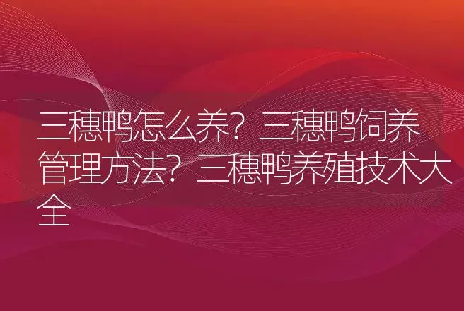 三穗鸭怎么养？三穗鸭饲养管理方法？三穗鸭养殖技术大全 | 家禽养殖