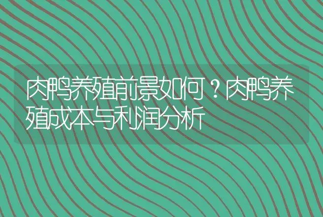 肉鸭养殖前景如何？肉鸭养殖成本与利润分析 | 养殖致富