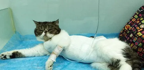 猫咪常见病的输液疗法,养宠必看! | 宠物猫病虫害防治