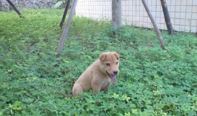 我大中华田园犬，最后那张真的好可爱！ | 宠物新闻资讯