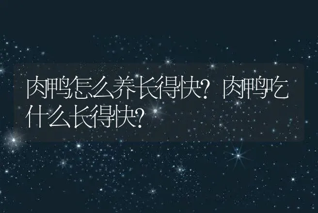 肉鸭怎么养长得快？肉鸭吃什么长得快？ | 家禽养殖