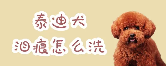 泰迪犬泪痕怎么洗 | 宠物病虫害防治