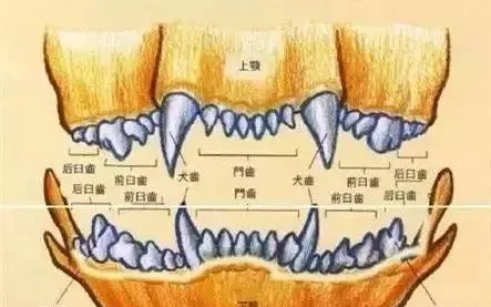 常识帖！宠物口腔知识 | 宠物狗病虫害防治