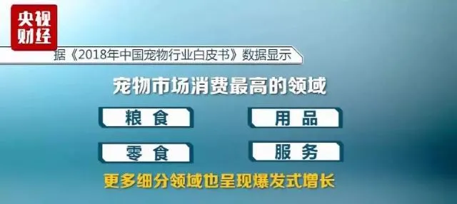 宠物拍照一套上千元，宠物经济撑起千亿大市场 | 宠物行业洞察