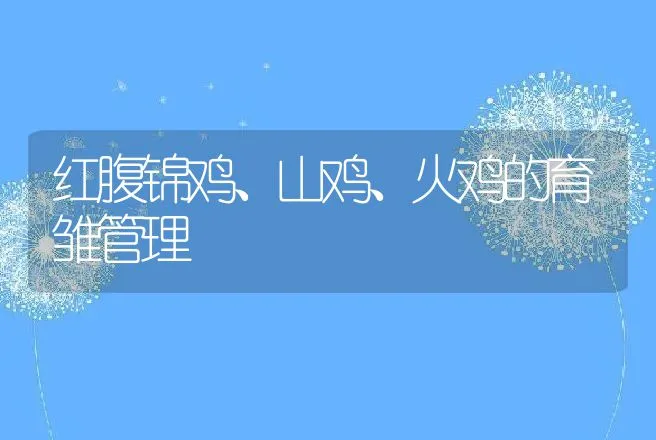 红腹锦鸡、山鸡、火鸡的育雏管理 | 特种养殖