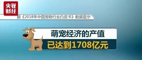 宠物拍照一套上千元，宠物经济撑起千亿大市场 | 宠物行业洞察