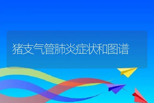 猪支气管肺炎症状和图谱 | 兽医知识大全