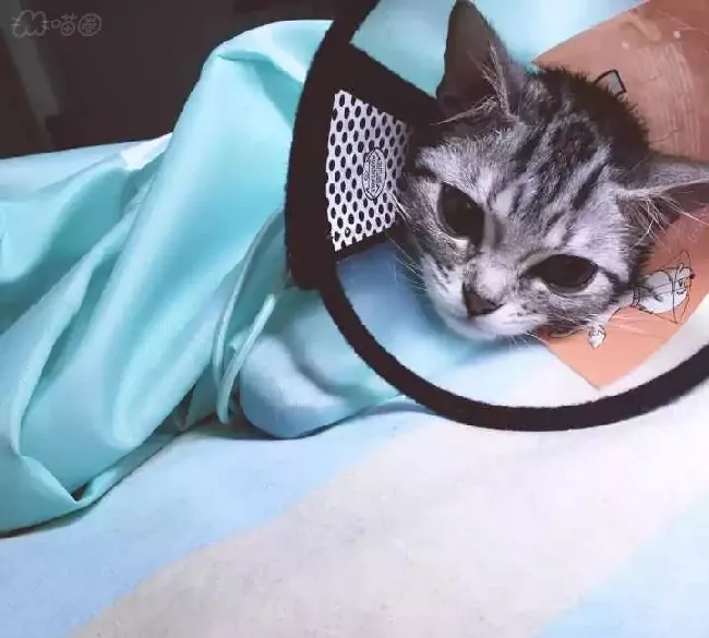 猫咪感染耳螨怎么办？教你如何治疗猫咪耳螨的方法 | 宠物猫病虫害防治