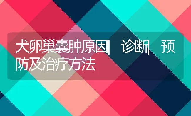 犬卵巢囊肿原因|诊断|预防及治疗方法 | 宠物病虫害