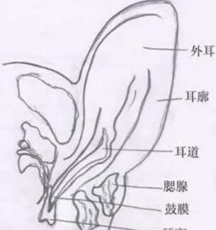 猫咪感染耳螨怎么办？教你如何治疗猫咪耳螨的方法 | 宠物猫病虫害防治