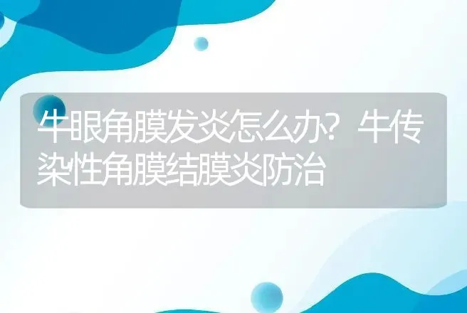 牛眼角膜发炎怎么办?牛传染性角膜结膜炎防治 | 兽医知识大全