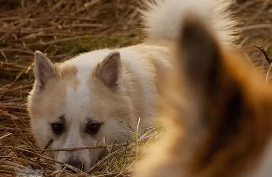 冰岛牧羊犬怎么护理 冰岛牧羊犬日常护理技巧 | 宠物病虫害防治