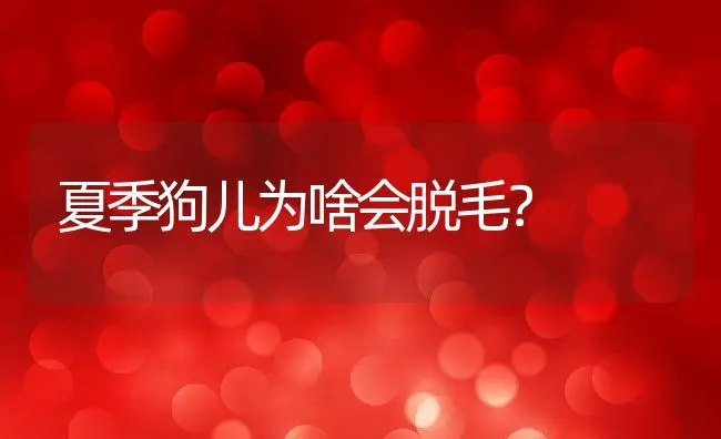 夏季狗儿为啥会脱毛？ | 宠物病虫害