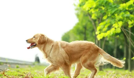 金毛性格怎么样？金毛犬常见的六大生活习性 | 宠物狗病虫害防治