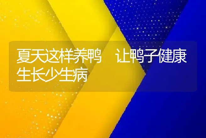 夏天这样养鸭 让鸭子健康生长少生病 | 家禽养殖