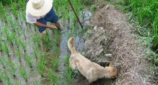 民间高手徒手与蛇斗争，画面震撼！ | 宠物新闻资讯