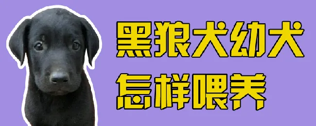 黑狼犬幼犬怎样喂养 | 宠物病虫害防治