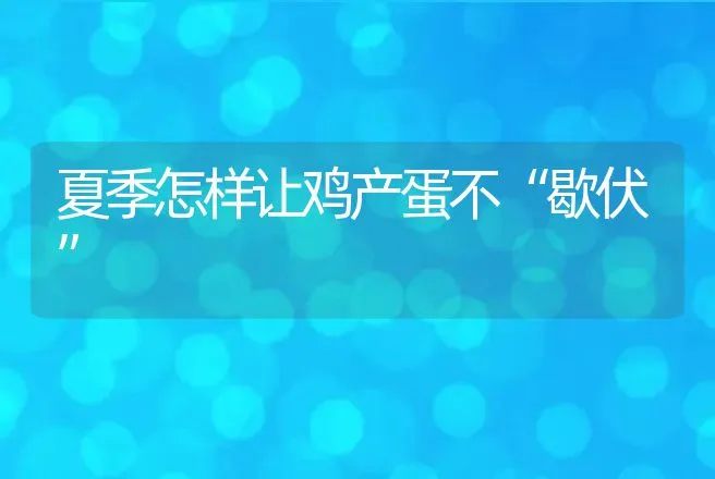 夏季怎样让鸡产蛋不“歇伏” | 动物养殖