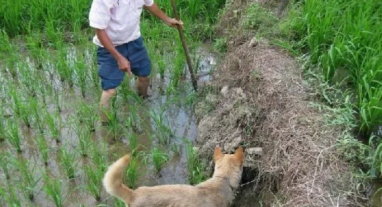 民间高手徒手与蛇斗争，画面震撼！ | 宠物新闻资讯