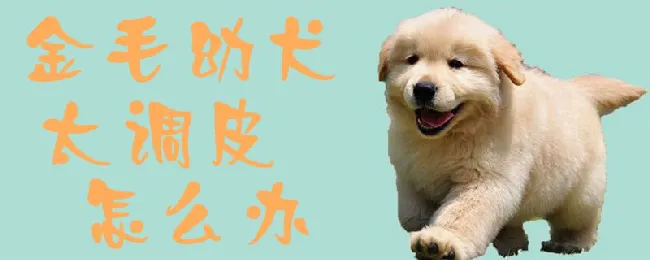 金毛幼犬太调皮怎么办 | 宠物训练技巧