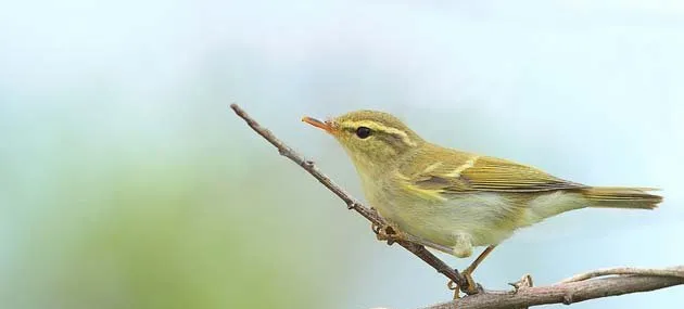 黄眉柳莺特征_饲养_习性_价格 | 宠物鸟饲养