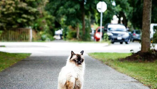 猫咪智商排行榜10种最聪明的猫 | 宠物病虫害防治