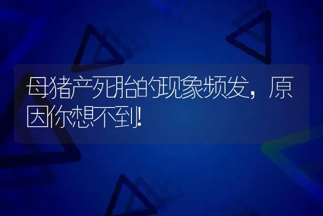 母猪产死胎的现象频发，原因你想不到! | 家畜养殖