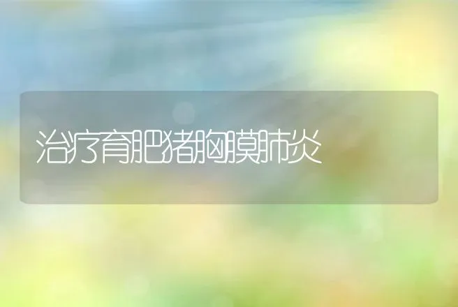 治疗育肥猪胸膜肺炎 | 动物养殖