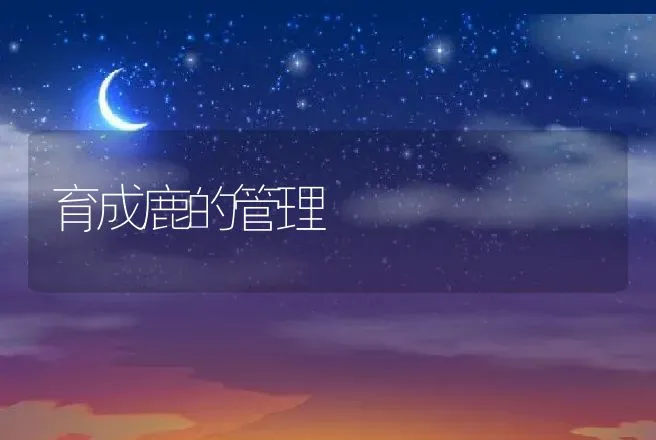 育成鹿的管理 | 动物养殖