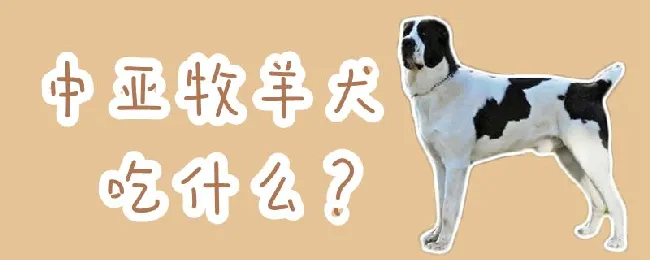 中亚牧羊犬吃什么 | 宠物病虫害防治