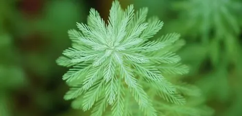 水草日常养护要注意哪些方面 | 宠物病虫害防治