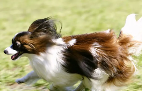 蝴蝶犬的FCI标准介绍 | 宠物狗选购技巧